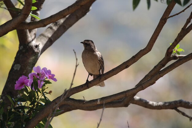 Hermoso pájaro en rama