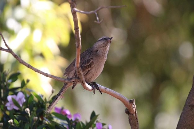 Hermoso pájaro en rama