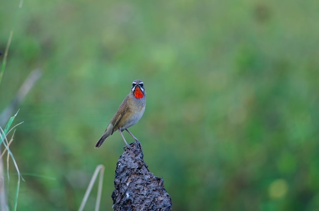 Hermoso de pájaro de Rubythroat siberiano