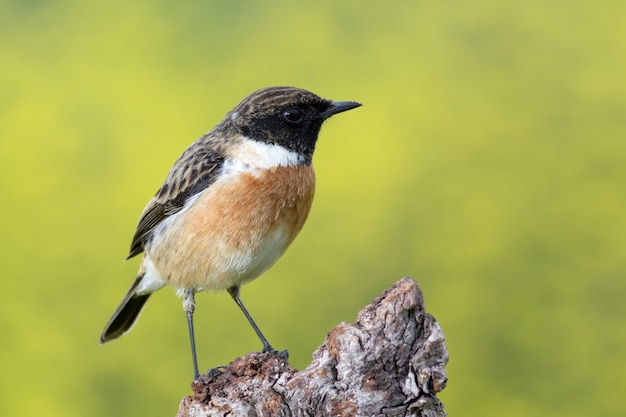 Hermoso pájaro salvaje