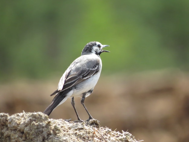 Hermoso pájaro sobre un fondo hermoso