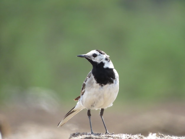 Hermoso pájaro sobre un fondo hermoso