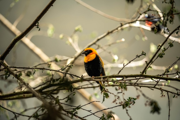 Hermoso pájaro tejedor sentado en una rama