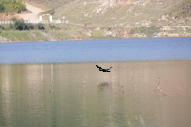 Hermoso pájaro volando sobre el agua para cazar peces.