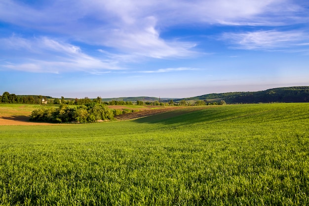 Hermoso panorama amplio de campos arados y verdes con trigo en crecimiento bajo el claro cielo azul brillante en el pueblo tranquilo y colinas distantes. Concepto de agricultura y ganadería.