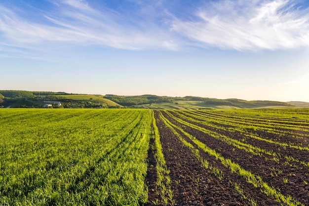 Hermoso panorama amplio y pacífico de campos arados y verdes iluminados por el sol de la mañana que se extiende hasta el horizonte bajo un cielo azul brillante en las colinas distantes y el pueblo. Concepto de agricultura y ganadería.