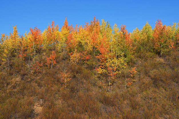 Hermoso panorama del bosque otoñal en las colinas de la montaña.