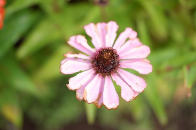 Foto hermoso panorama floral como fondo