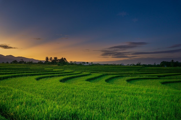 Hermoso panorama matutino de Indonesia con amanecer y terrazas de arroz verde en la temporada tropical