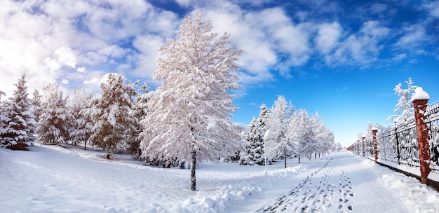 Hermoso panorama del parque de invierno