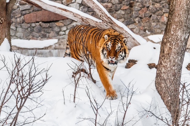 hermoso panthera tigris en un camino nevado de cerca