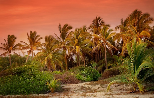 Hermoso paraíso de palmeras de coco al atardecer Concepto de vacaciones de vacaciones