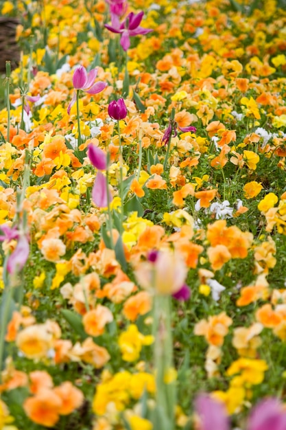 Hermoso parche de flores