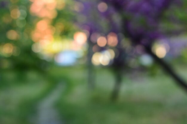 Foto hermoso parque con árboles al atardecer vista borrosa efecto bokeh