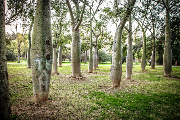 Hermoso parque de árboles botella en Valencia España