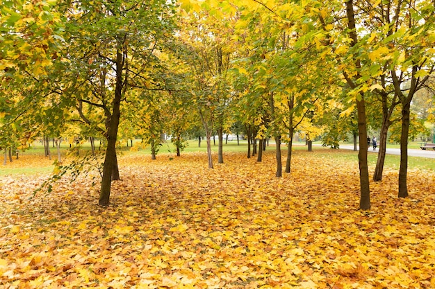 Hermoso parque con arces en otoño.