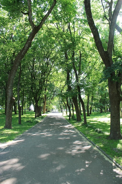 Hermoso parque de la ciudad con senderos y árboles verdes.