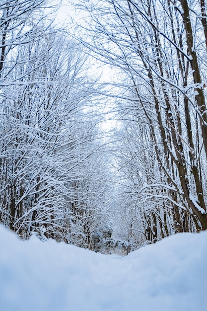 Hermoso parque forestal en invierno nevadas en el parque