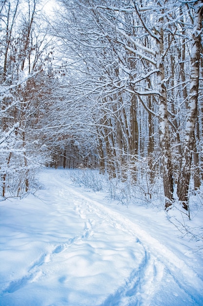 Hermoso parque forestal en invierno nevadas en el parque