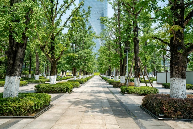 Hermoso parque de humedales y horizonte urbano en Chongqing China