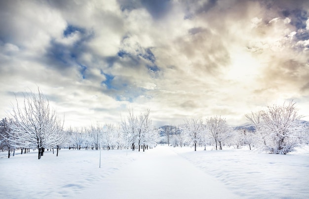 Hermoso parque de invierno