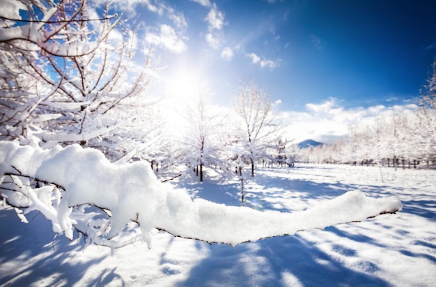 Hermoso parque de invierno