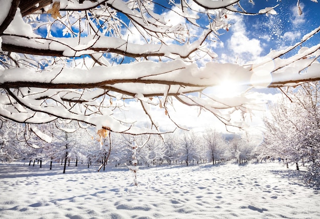 Hermoso parque de invierno