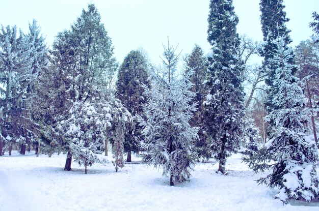 Hermoso parque en invierno