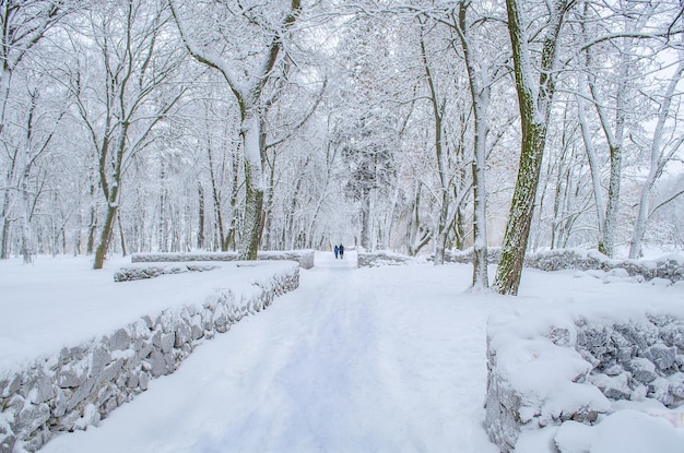 Hermoso parque en invierno