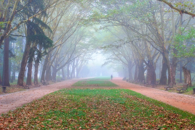 Hermoso parque en la niebla