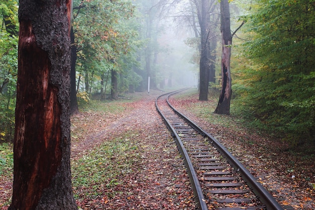 Hermoso parque en la niebla