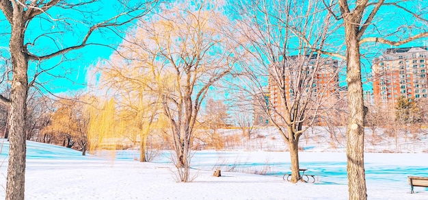 hermoso parque en la nieve