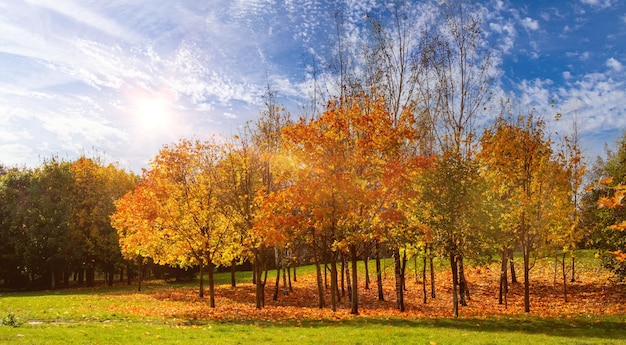 Hermoso parque otoñal con una alfombra de árboles de arce de hojas naranjas caídas a la luz del sol amarillo brillante en la naturaleza