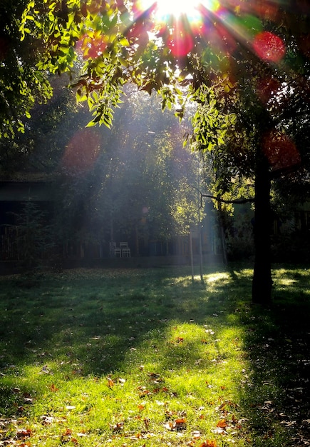 Hermoso parque otoñal a la luz del sol