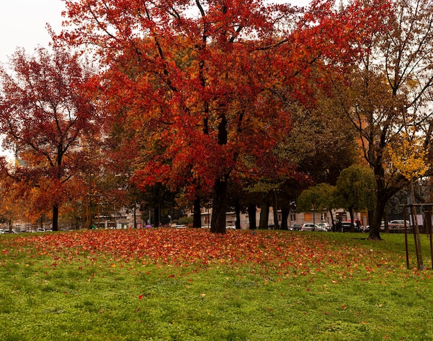 Hermoso parque de otoño con los árboles rojos en Milán