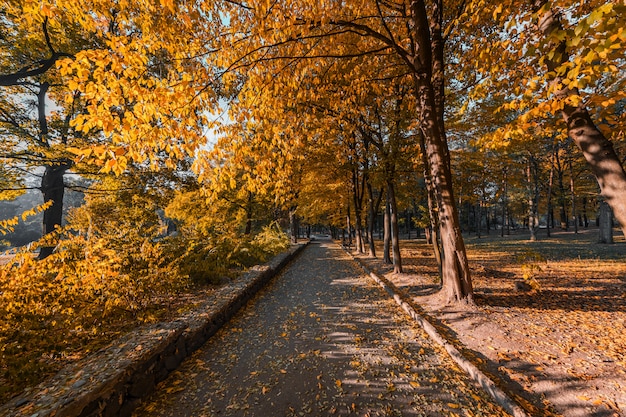 Hermoso parque de otoño. Bosque en otoño.