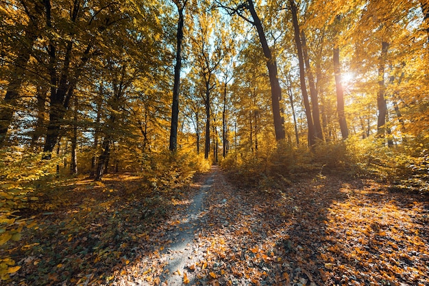 Hermoso parque de otoño. Bosque en otoño.