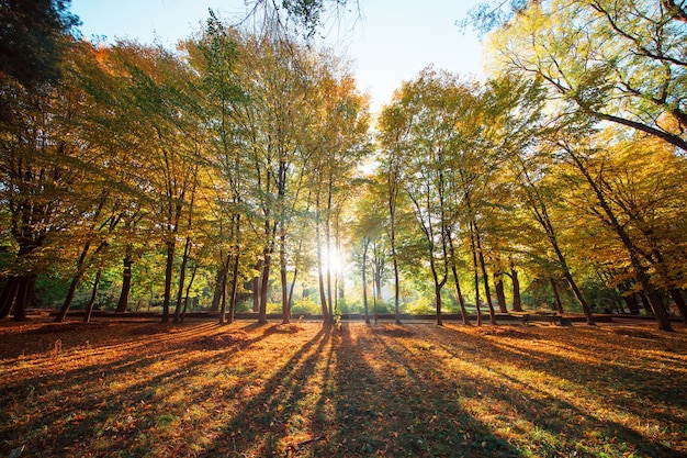 Hermoso parque de otoño. Bosque en otoño.