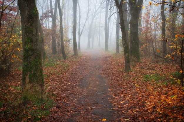 Hermoso parque de otoño brumoso. Paisaje otoñal.