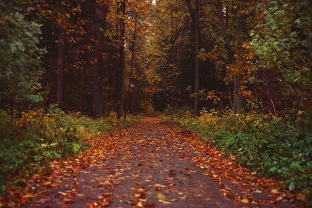 Hermoso parque de otoño. Parque para relajarse