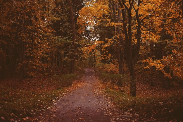 Hermoso parque de otoño