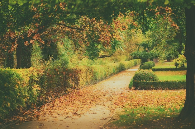 Hermoso parque de otoño