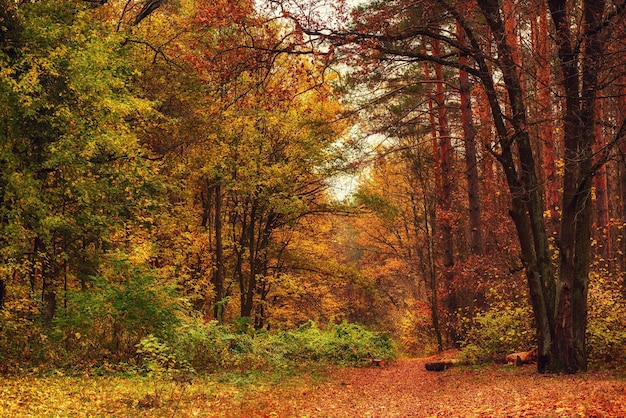 Hermoso parque de otoño