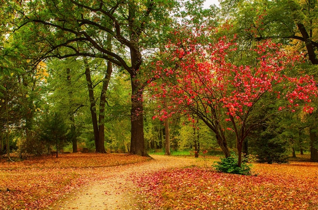 Hermoso parque de otoño