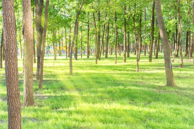 Hermoso parque soleado con haz de luz en la hierba verde