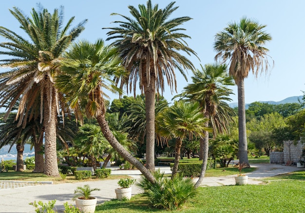 Un hermoso parque de verano con palmeras vista por la mañana cerca de Villa Milocher (Montenegro, Budva)