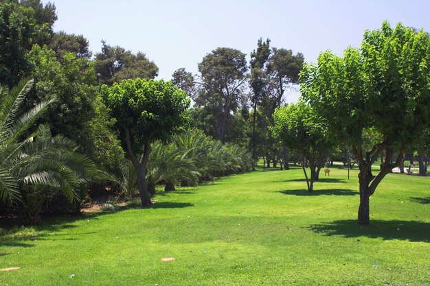 Hermoso parque de verano