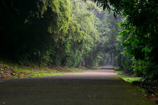 Un hermoso paseo estético en la naturaleza rodeado de árboles con orientación apaisada