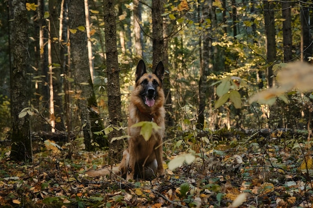 Hermoso pastor alemán negro y rojo sentado en el bosque de otoño y sonriendo