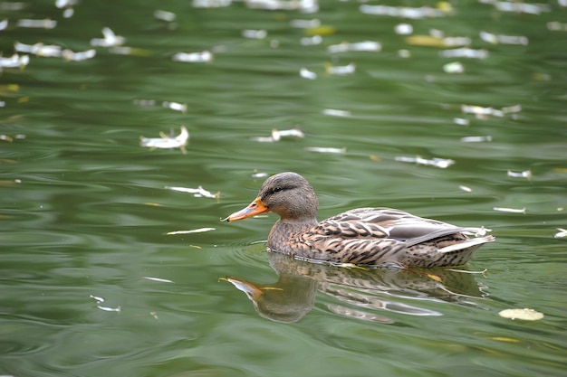 Hermoso pato ánade real en el agua